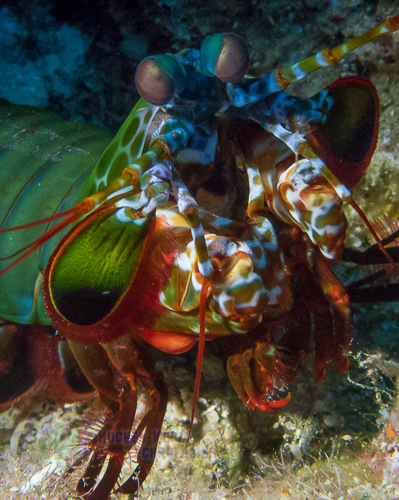 Mantis Shrimp